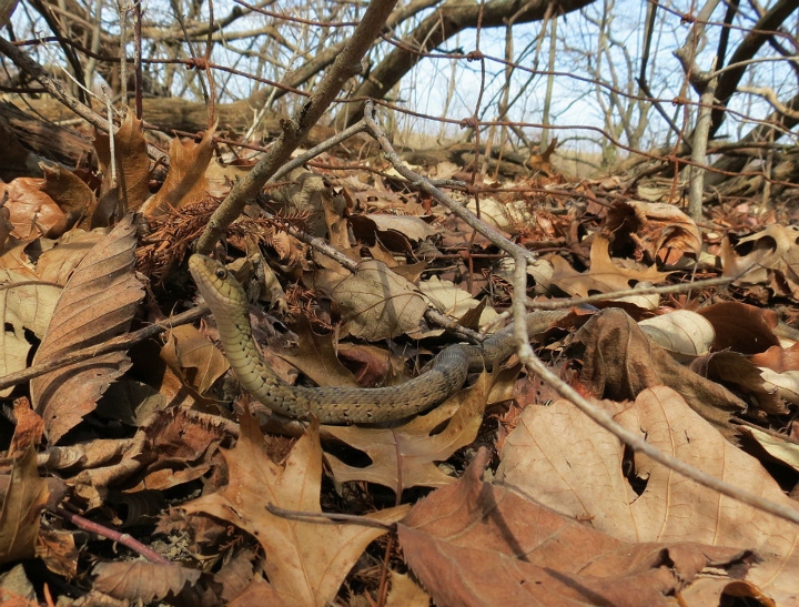 Eastern Garter Snake